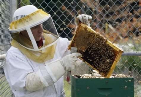 Inmate, Daniel Travatte, tends the Italian honey bees he cares for at the Cedar Creek Corrections Center in rural southwest, WA Credit: John Froschauer/AP