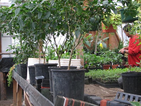 A Cedar Creek inmate and researcher in the Moss-in-Prisons project tends the garden. Credit: Nalini Nadkarni