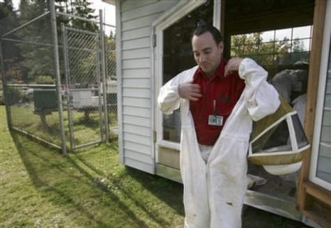 Daniel Travatte, 36, suits up to check on the Italian honey bees he cares for at the Cedar Creek Corrections Center in rural southwest, Wash. on Friday, Oct. 17, 2008. The bees are part of a program to help the prison be more environmentally green. Credit: John Froschauer/AP