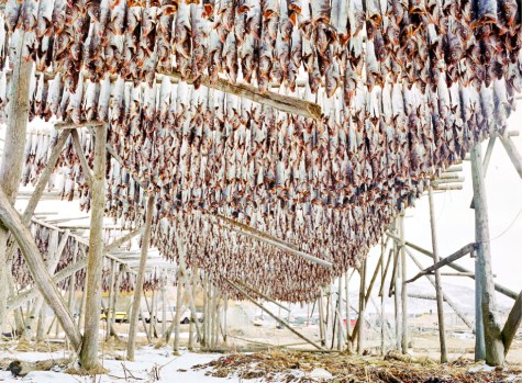 Hyse (from the Fish Work Norway series) © Corey Arnold 2009