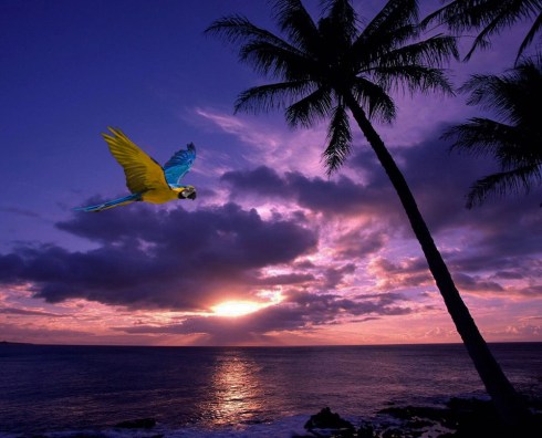 45--beach and birds--Oli Rodriquez class