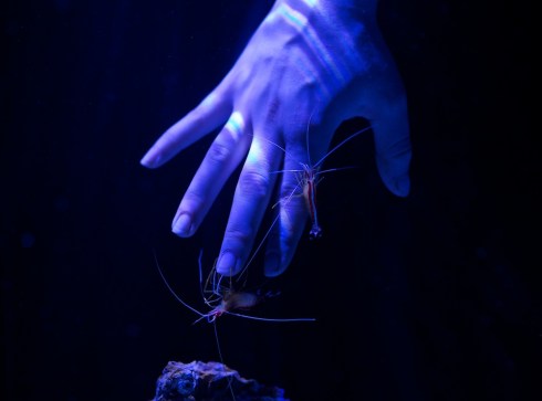 Portland Aquarium opening