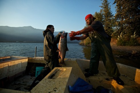 Fall chinook harvest on the upper columbia