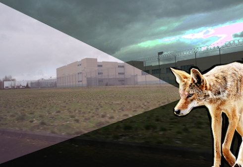 WapatoCoyoteEye copy